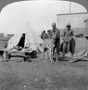 South African Gunners with Their Pet Zebra, East Africa, World War I by Realistic Travels Publishers