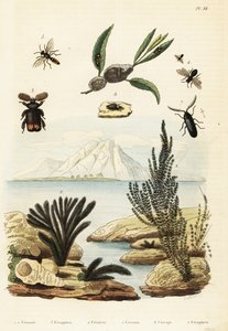 Algae, Bee, Wasp and Froghopper, 1834-1839 (engraving) by Regina Catherine Carey