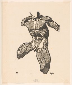 Anatomical Study of the Neck, Abdominal, and Thigh Muscles of a Man by Reijer Stolk