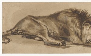 Study of a Lion Asleep