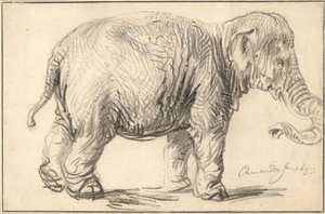 An Elephant, 1637 by Rembrandt van Rijn