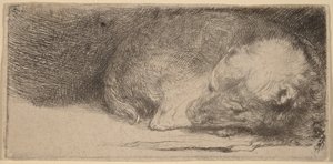 Sleeping Puppy by Rembrandt van Rijn