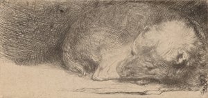 Sleeping Puppy by Rembrandt van Rijn