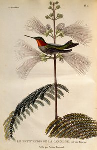Ruby-throated Hummingbird (Archilochus colubris), engraving from Les trochilidees ou les colibris et les oiseaux-mouches by René Primevère Lesson