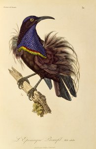 Adult male of Paradise Riflebird (Ptiloris paradiseus)