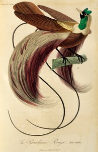 Adult male of Red Bird-of-Paradise (Paradisaea rubra)