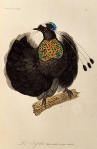 Adult male of Western Parotia (Parotia sefilata) by René Primevère Lesson