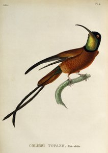 Crimson Topaz (Topaza pella)