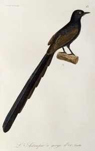 Gorget Bird-of-paradise female by René Primevère Lesson