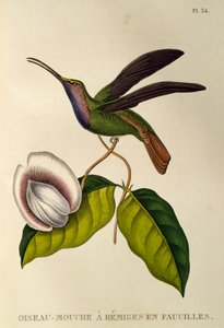 Lazuline Sabrewing (Campylopterus falcatus) by René Primevère Lesson