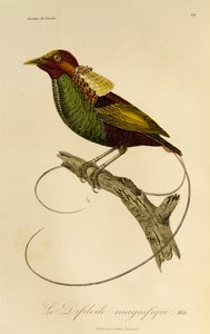 Male of Magnificent Bird-of-paradise (Cicinnurus magnificus), engraving from Histoire naturelle des oiseaux de paradis et des epimagues