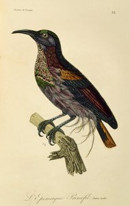 Paradise Riflebird young male (Ptiloris paradiseus)