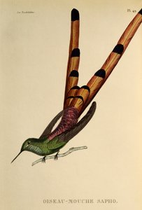 Red-tailed Comet (Sappho sparganurus) by René Primevère Lesson