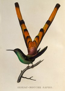 Red-tailed Comet, from Les trochilidees ou les colibris et les oiseaux-mouches by René Primevère Lesson