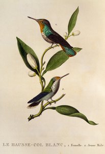 Ruby-topaz Hummingbird Female and Young Male, from Les trochilidees ou les colibris et les oiseaux-mouches