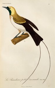 Young Male of Lesser Bird-of-Paradise (Paradisaea minor), engraving from Histoire naturelle des oiseaux de paradis et des epimagues