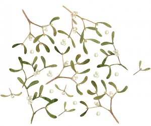 Festive Mistletoe Berries