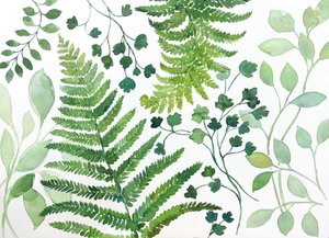 Fresh Fern Foliage by Renate Holzner