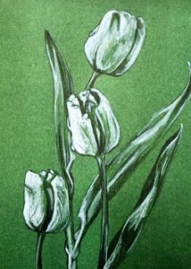 Fresh White Tulips