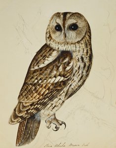 Brown Owl (Strix Ulula) by Rev. C. Atkinson