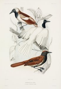 Antbirds by John Pardon