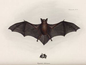 Bat, South America by John Pardon