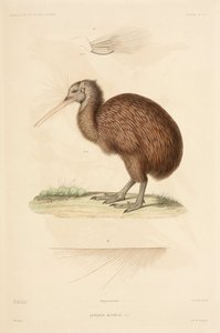 Kiwi, New Zealand