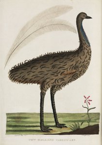 New Holland Cassowary, Australia, c 1788