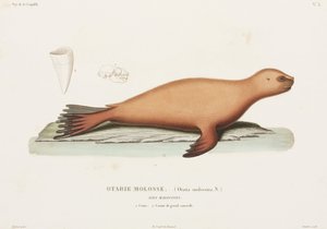 Sea Lion, Falkland Islands