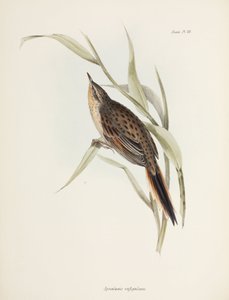 Spinetail, South America by John Pardon