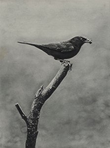 Male Blackbird with Food for Young by Richard and Cherry Kearton