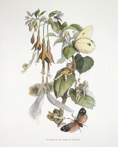 Feasting and Fun Among the Fuschias by Richard Doyle