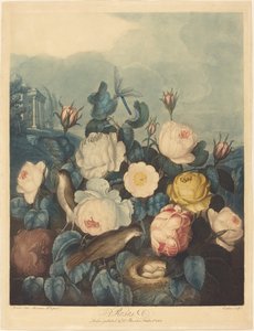 Roses by Richard Earlom after Dr. Robert John Thornton