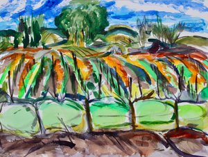 Autumn Vineyards, Napa, 2017