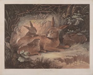 Set of Four: (3) A Litter of Hares by Richard Gilson Reeve
