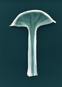 Untitled by Richard Green