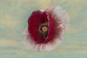 Crimson Poppy Bloom