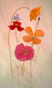 Dreamy Pastel Poppies