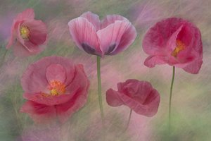 Dreamy Pink Poppies