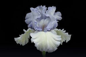 Elegant Blue Iris by Richard Urbanski
