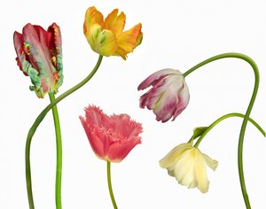 Unique Colorful Tulips