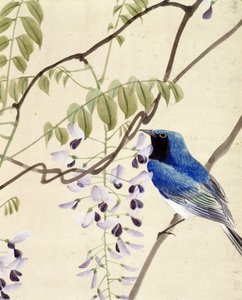 Bird by Riu Chim