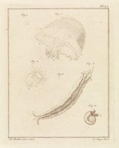 Various Sea Creatures