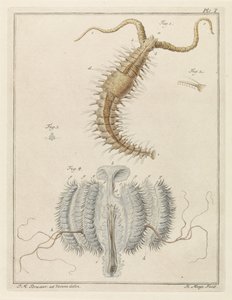 Ribbon Worm and a Comb Jelly