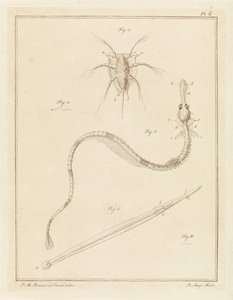 Common Barnacle, Greater Pipefish, and a Type of Arrow Worm by Robbert Muys