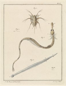 Common Barnacle, Greater Pipefish, and a Type of Arrow Worm by Robbert Muys