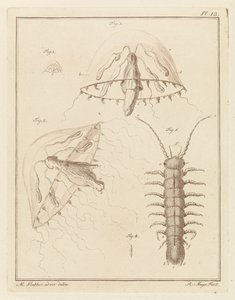 Leptomedusa and a Brackish Water Isopod
