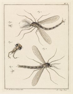 Plumed Mosquito by Robbert Muys