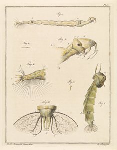 Plume Midge Larva