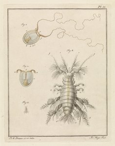Polyp Jellyfish and a Sand Flea